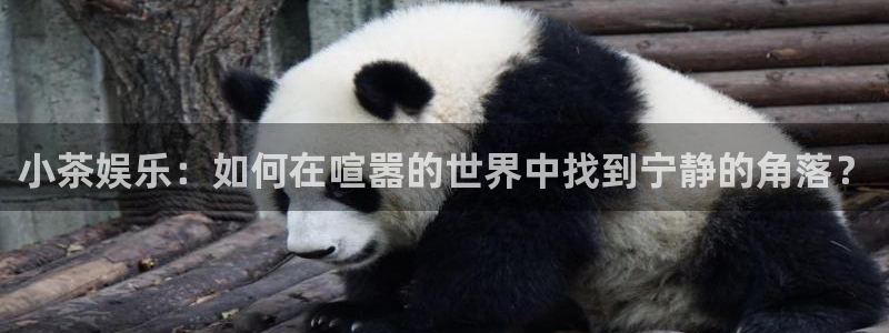 太阳成集团tyc9728：小茶娱乐：如何在喧嚣的世界中找到宁静的角落？